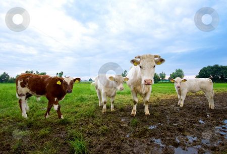 To use this stock image in your creative project, please select the size you need over to the right and click the "Add to Cart" button.
Your downloaded image will come with the Cutcaster watermark removed so don’t worry about the watermark you see on this page. Curious cows stock photo, Curious cow with some calves on a mud pasture and rain clouds in the back by Karin Claus