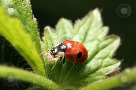 To use this stock image in your creative project, please select the size you need over to the right and click the "Add to Cart" button.
Your downloaded image will come with the Cutcaster watermark removed so don’t worry about the watermark you see on this page. Two-Spotted Ladybird With Prey stock photo, A two-spotted ladybird eating an aphid on a nettle plant by Steve Smith