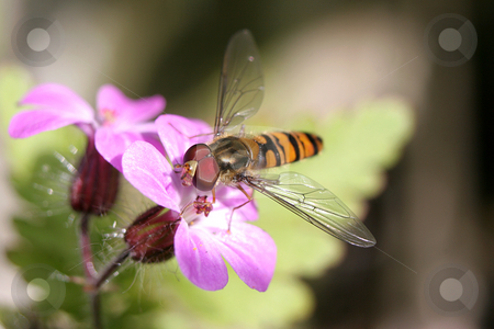 To use this stock image in your creative project, please select the size you need over to the right and click the "Add to Cart" button.
Your downloaded image will come with the Cutcaster watermark removed so don’t worry about the watermark you see on this page. A Hoverfly on a pink flower stock photo, A Hoverfly feeding on a pink flower by Steve Smith