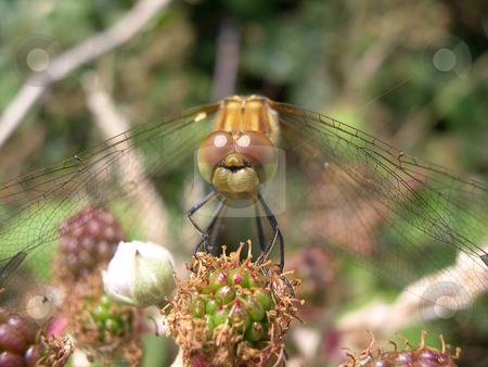 To use this stock image in your creative project, please select the size you need over to the right and click the "Add to Cart" button.
Your downloaded image will come with the Cutcaster watermark removed so don’t worry about the watermark you see on this page. Resting Dragonfly stock photo, A dragonfly resting on a bramble plant by Steve Smith