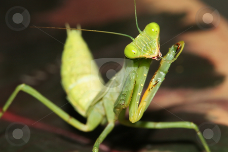 To use this stock image in your creative project, please select the size you need over to the right and click the "Add to Cart" button.
Your downloaded image will come with the Cutcaster watermark removed so don’t worry about the watermark you see on this page. African Mantis - Sphodromantis lineola stock photo, An African Mantis (Sphodromantis lineola) cleaning itself by Steve Smith