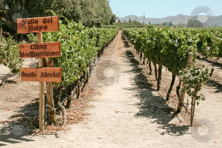 To use this stock image in your creative project, please select the size you need over to the right and click the "Add to Cart" button.
Your downloaded image will come with the Cutcaster watermark removed so don’t worry about the watermark you see on this page. Vineyard of Chile stock photo, Field of grapes in the summer by Rafael Franceschini