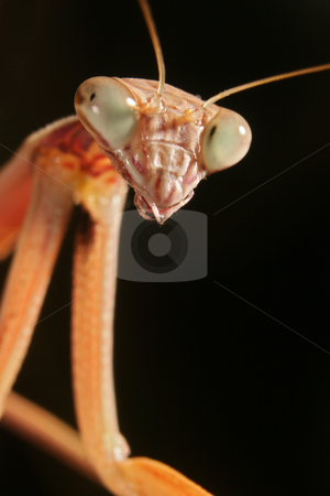 To use this stock image in your creative project, please select the size you need over to the right and click the "Add to Cart" button.
Your downloaded image will come with the Cutcaster watermark removed so don’t worry about the watermark you see on this page. A Chinese Mantis (Tenodera aridifolia sinensis) stock photo, A close-up image of a A Chinese Mantis (Tenodera aridifolia sinensis) head and forearms by Steve Smith