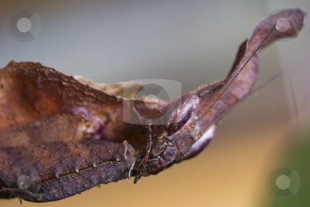 To use this stock image in your creative project, please select the size you need over to the right and click the "Add to Cart" button.
Your downloaded image will come with the Cutcaster watermark removed so don’t worry about the watermark you see on this page. Ghost Mantis (Phyllocrania paradoxa) stock photo, An extreme close-up image of a Ghost Mantis (Phyllocrania paradoxa) head and folded forearms by Steve Smith
