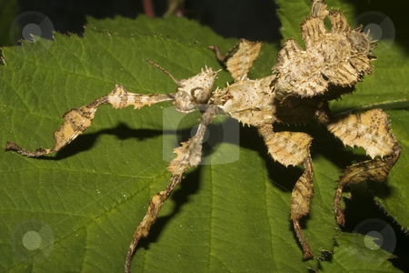 To use this stock image in your creative project, please select the size you need over to the right and click the "Add to Cart" button.
Your downloaded image will come with the Cutcaster watermark removed so don’t worry about the watermark you see on this page. Mackleys Spectre Stick Insect nymph stock photo, An immature Mackleys Spectre Stick Insect mymph on a bramble leaf by Steve Smith