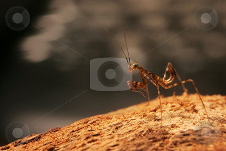 To use this stock image in your creative project, please select the size you need over to the right and click the "Add to Cart" button.
Your downloaded image will come with the Cutcaster watermark removed so don’t worry about the watermark you see on this page. Miomantis Nymph stock photo, A 4mm high Miomantis nymph on a textured wooden surface by Steve Smith