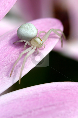To use this stock image in your creative project, please select the size you need over to the right and click the "Add to Cart" button.
Your downloaded image will come with the Cutcaster watermark removed so don’t worry about the watermark you see on this page. White Crab Spider stock photo, A White Crab Spider stands ready for prey on a flower by Steve Smith