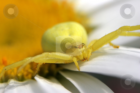 To use this stock image in your creative project, please select the size you need over to the right and click the "Add to Cart" button.
Your downloaded image will come with the Cutcaster watermark removed so don’t worry about the watermark you see on this page. Yellow Crab Spider stock photo, A Yellow Crab Spider on a daisey flower awaiting prey with arms outstretched by Steve Smith