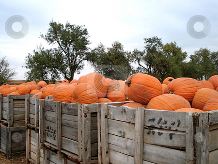 To use this stock image in your creative project, please select the size you need over to the right and click the "Add to Cart" button.
Your downloaded image will come with the Cutcaster watermark removed so don’t worry about the watermark you see on this page. Crates full of Pumpkins stock photo, Wooden crates have lots of pumpkins at a harvest festival near Denver, Colorado in October. by Ben O'Neal