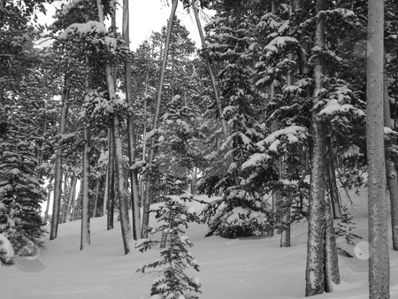 To use this stock image in your creative project, please select the size you need over to the right and click the "Add to Cart" button.
Your downloaded image will come with the Cutcaster watermark removed so don’t worry about the watermark you see on this page. Snow Covered Forest stock photo, by Ben O'Neal