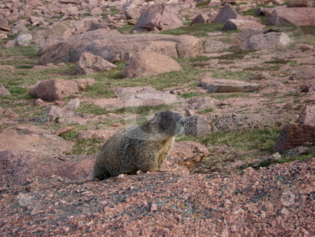 To use this stock image in your creative project, please select the size you need over to the right and click the "Add to Cart" button.
Your downloaded image will come with the Cutcaster watermark removed so don’t worry about the watermark you see on this page. Yellow Bellied Marmot stock photo, A marmot climbs around on the rocks on a Colorado Mountainside. by Ben O'Neal