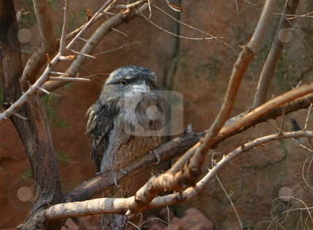To use this stock image in your creative project, please select the size you need over to the right and click the "Add to Cart" button.
Your downloaded image will come with the Cutcaster watermark removed so don’t worry about the watermark you see on this page. Desert Owl stock photo, A deset owl sitting on a tree branch. by Great Divide Photography