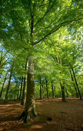To use this stock image in your creative project, please select the size you need over to the right and click the "Add to Cart" button.
Your downloaded image will come with the Cutcaster watermark removed so don’t worry about the watermark you see on this page. Green forest stock photo, Bright green sunny forest with brown floor by Karin Claus