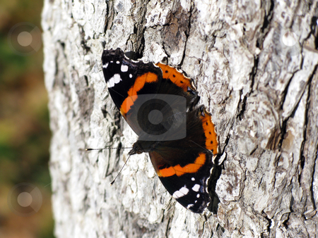 To use this stock image in your creative project, please select the size you need over to the right and click the "Add to Cart" button.
Your downloaded image will come with the Cutcaster watermark removed so don’t worry about the watermark you see on this page. Butterfly stock photo, Butterfly on tree in an autumn forest by Roman Vintonyak