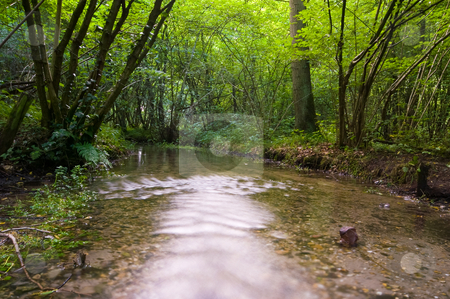 To use this stock image in your creative project, please select the size you need over to the right and click the "Add to Cart" button.
Your downloaded image will come with the Cutcaster watermark removed so don’t worry about the watermark you see on this page. Summer forest with creek stock photo, Summer forest with a running creek and some reflections in the water by Karin Claus