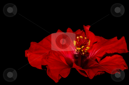 To use this stock image in your creative project, please select the size you need over to the right and click the "Add to Cart" button.
Your downloaded image will come with the Cutcaster watermark removed so don’t worry about the watermark you see on this page. Red hibiscus stock photo, Close up of a red hibiscus on dark background by Karin Claus