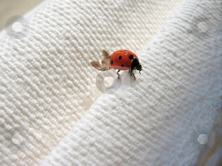 To use this stock image in your creative project, please select the size you need over to the right and click the "Add to Cart" button.
Your downloaded image will come with the Cutcaster watermark removed so don’t worry about the watermark you see on this page. Lady bug stock photo, Ladybug on a piece of cloth by Karin Claus