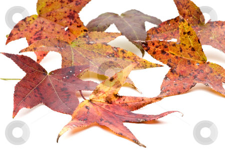 To use this stock image in your creative project, please select the size you need over to the right and click the "Add to Cart" button.
Your downloaded image will come with the Cutcaster watermark removed so don’t worry about the watermark you see on this page. Autumn Leaves stock photo, Autumn Leaves on a white background by Vince Clements