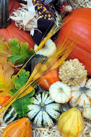 To use this stock image in your creative project, please select the size you need over to the right and click the "Add to Cart" button.
Your downloaded image will come with the Cutcaster watermark removed so don’t worry about the watermark you see on this page. Autumn Harvest stock photo, Autumn harvest of pumpkins, Squash and gourds by Lynn Bendickson
