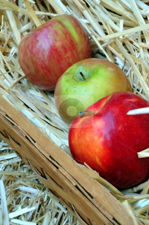 To use this stock image in your creative project, please select the size you need over to the right and click the "Add to Cart" button.
Your downloaded image will come with the Cutcaster watermark removed so don’t worry about the watermark you see on this page. Apple Harvest stock photo, Apples And Straw In A Basket by Lynn Bendickson
