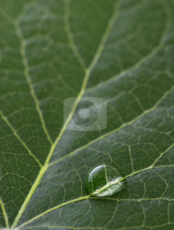 To use this stock image in your creative project, please select the size you need over to the right and click the "Add to Cart" button.
Your downloaded image will come with the Cutcaster watermark removed so don’t worry about the watermark you see on this page. Dew drop stock photo, A macro of water drop on green leaf by Glen Jones