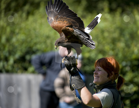 To use this stock image in your creative project, please select the size you need over to the right and click the "Add to Cart" button.
Your downloaded image will come with the Cutcaster watermark removed so don’t worry about the watermark you see on this page. Buzzard show stock photo, Buzzard show held in Copenhagen ZOO in august 2008. The Buzzard acted exactly as a hawk. Flying freely and coming back to the trainer for meat. by Flemming Jacobsen