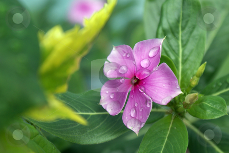 To use this stock image in your creative project, please select the size you need over to the right and click the "Add to Cart" button.
Your downloaded image will come with the Cutcaster watermark removed so don’t worry about the watermark you see on this page. Fragility Flower Pink stock photo, Fragility Flower Pink by JEFERSON PEDROSA