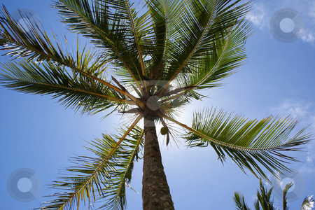 To use this stock image in your creative project, please select the size you need over to the right and click the "Add to Cart" button.
Your downloaded image will come with the Cutcaster watermark removed so don’t worry about the watermark you see on this page. Closeup Coconut stock photo, Closeup Coconut by JEFERSON PEDROSA