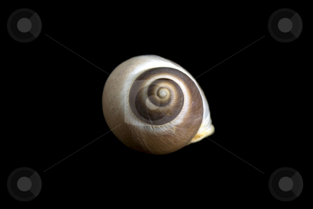 To use this stock image in your creative project, please select the size you need over to the right and click the "Add to Cart" button.
Your downloaded image will come with the Cutcaster watermark removed so don’t worry about the watermark you see on this page. Seashell stock photo, Seashell by JEFERSON PEDROSA