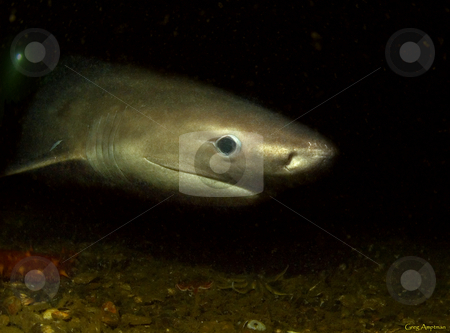 To use this stock image in your creative project, please select the size you need over to the right and click the "Add to Cart" button.
Your downloaded image will come with the Cutcaster watermark removed so don’t worry about the watermark you see on this page. Six Gill Shark stock photo, A deep water six gill shark cruising along the ocean floor by Greg Amptman