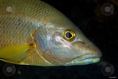 To use this stock image in your creative project, please select the size you need over to the right and click the "Add to Cart" button.
Your downloaded image will come with the Cutcaster watermark removed so don’t worry about the watermark you see on this page. Snapper stock photo, Reef life of Cozumel by Greg Amptman