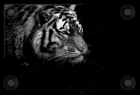 To use this stock image in your creative project, please select the size you need over to the right and click the "Add to Cart" button.
Your downloaded image will come with the Cutcaster watermark removed so don’t worry about the watermark you see on this page. Tiger hunting stock photo, Tiger hunting in low waters in Copenhagen ZOO, Denmark by Flemming Jacobsen