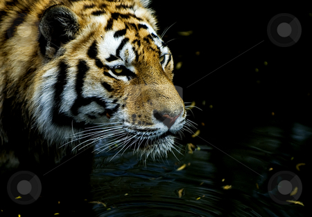 To use this stock image in your creative project, please select the size you need over to the right and click the "Add to Cart" button.
Your downloaded image will come with the Cutcaster watermark removed so don’t worry about the watermark you see on this page. Tiger hunting stock photo, Tiger hunting in low waters in Copenhagen ZOO, Denmark by Flemming Jacobsen