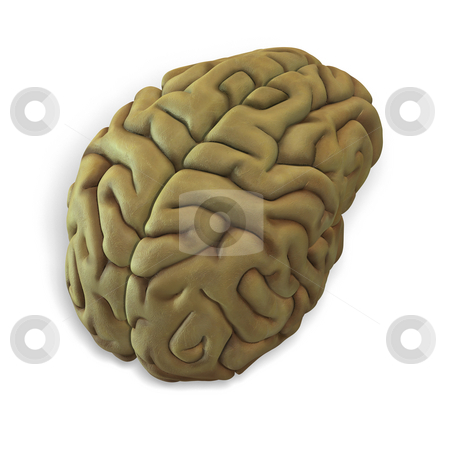 To use this stock image in your creative project, please select the size you need over to the right and click the "Add to Cart" button.
Your downloaded image will come with the Cutcaster watermark removed so don’t worry about the watermark you see on this page. Human brain stock photo, 3d render of a human brain with clipping path by Ralf Kraft