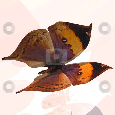 To use this stock image in your creative project, please select the size you need over to the right and click the "Add to Cart" button.
Your downloaded image will come with the Cutcaster watermark removed so don’t worry about the watermark you see on this page. Digital Butterfly stock photo, Rendered image of a beautiful butterfly - with Clipping Path by Ralf Kraft