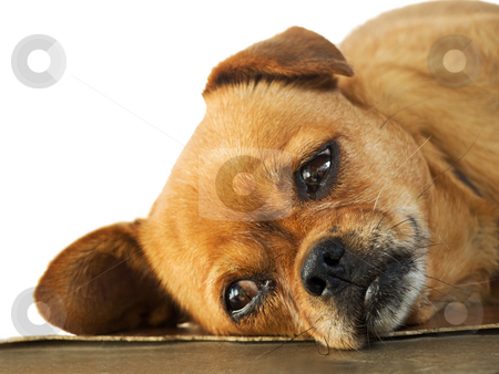 To use this stock image in your creative project, please select the size you need over to the right and click the "Add to Cart" button.
Your downloaded image will come with the Cutcaster watermark removed so don’t worry about the watermark you see on this page. Lethargy of Doggy stock photo, Sleepy Doggy is lying on the floor, by Sinisa Botas