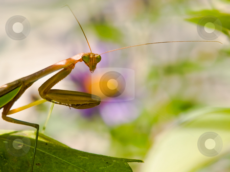 To use this stock image in your creative project, please select the size you need over to the right and click the "Add to Cart" button.
Your downloaded image will come with the Cutcaster watermark removed so don’t worry about the watermark you see on this page. Startled Praying Mantis stock photo, A prey stalking Praying Mantis is startled by nearby movement and stares to see if the interruption is prey or predator. by Gary W. Sherwin