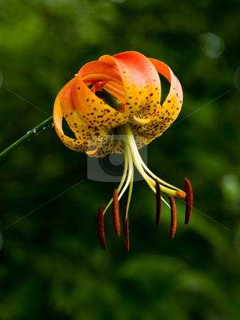 To use this stock image in your creative project, please select the size you need over to the right and click the "Add to Cart" button.
Your downloaded image will come with the Cutcaster watermark removed so don’t worry about the watermark you see on this page. Turk's Cap Lilly (Lillium superbum) stock photo, Turk's Cap Lilly has striking inverted blossoms, with stamen that hang, balanced on such tiny threads, that they wave and tremble in the wind by Gary W. Sherwin