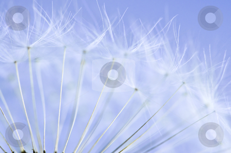 To use this stock image in your creative project, please select the size you need over to the right and click the "Add to Cart" button.
Your downloaded image will come with the Cutcaster watermark removed so don’t worry about the watermark you see on this page. Dandelion stock photo, Macro of dandelion seeds on blue sky background by Elena Elisseeva