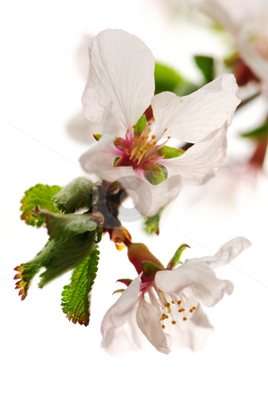 To use this stock image in your creative project, please select the size you need over to the right and click the "Add to Cart" button.
Your downloaded image will come with the Cutcaster watermark removed so don’t worry about the watermark you see on this page. Pink cherry blossom stock photo, Macro of pink cherry blossoms isolated on white background by Elena Elisseeva