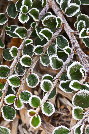 To use this stock image in your creative project, please select the size you need over to the right and click the "Add to Cart" button.
Your downloaded image will come with the Cutcaster watermark removed so don’t worry about the watermark you see on this page. Frosty plants in late fall stock photo, Macro of frosty plant leaves in late fall by Elena Elisseeva