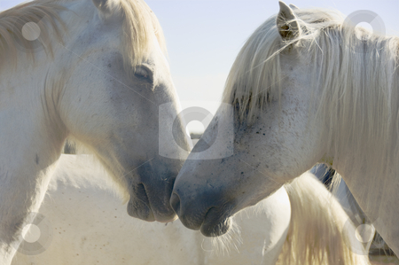To use this stock image in your creative project, please select the size you need over to the right and click the "Add to Cart" button.
Your downloaded image will come with the Cutcaster watermark removed so don’t worry about the watermark you see on this page. White Horses stock photo, Two light colored horses nuzzling by Angela Arenal