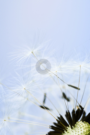 To use this stock image in your creative project, please select the size you need over to the right and click the "Add to Cart" button.
Your downloaded image will come with the Cutcaster watermark removed so don’t worry about the watermark you see on this page. Dandelion stock photo, Macro of dandelion seeds on blue sky background by Elena Elisseeva