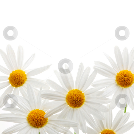To use this stock image in your creative project, please select the size you need over to the right and click the "Add to Cart" button.
Your downloaded image will come with the Cutcaster watermark removed so don’t worry about the watermark you see on this page. Daisies on white background stock photo, Daisy flowers isolated on white background by Elena Elisseeva