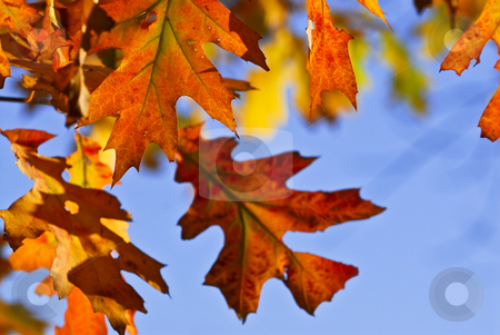 To use this stock image in your creative project, please select the size you need over to the right and click the "Add to Cart" button.
Your downloaded image will come with the Cutcaster watermark removed so don’t worry about the watermark you see on this page. Autumn leaves stock photo, Autumn oak leaves of bright fall colors close up by Elena Elisseeva