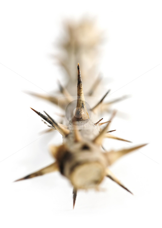 To use this stock image in your creative project, please select the size you need over to the right and click the "Add to Cart" button.
Your downloaded image will come with the Cutcaster watermark removed so don’t worry about the watermark you see on this page. Rose branch with thorns stock photo, Rose branch with thorns isolated on white background by Elena Elisseeva