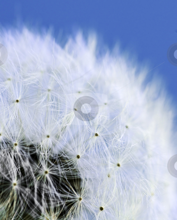 To use this stock image in your creative project, please select the size you need over to the right and click the "Add to Cart" button.
Your downloaded image will come with the Cutcaster watermark removed so don’t worry about the watermark you see on this page. Dandelion stock photo, Macro of dandelion seeds on blue sky background by Elena Elisseeva