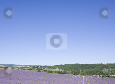 To use this stock image in your creative project, please select the size you need over to the right and click the "Add to Cart" button.
Your downloaded image will come with the Cutcaster watermark removed so don’t worry about the watermark you see on this page. Lavender Fields in Provence stock photo, Rural Provence, France with a typical crop-lavender by Angela Arenal