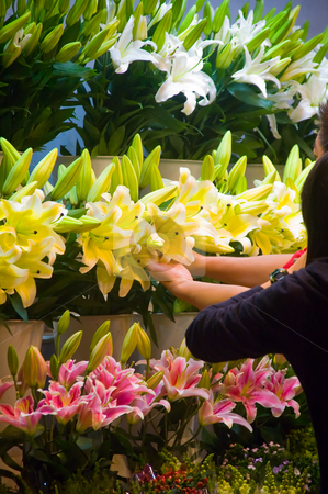 To use this stock image in your creative project, please select the size you need over to the right and click the "Add to Cart" button.
Your downloaded image will come with the Cutcaster watermark removed so don’t worry about the watermark you see on this page. Flowers market stock photo, Colorfull fresh lily flowers at the flowers market by Francesco Perre