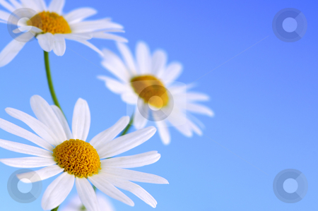 To use this stock image in your creative project, please select the size you need over to the right and click the "Add to Cart" button.
Your downloaded image will come with the Cutcaster watermark removed so don’t worry about the watermark you see on this page. Daisy flowers on blue background stock photo, Daisy flowers macro on light blue background by Elena Elisseeva